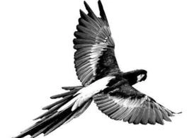طوطی PSD