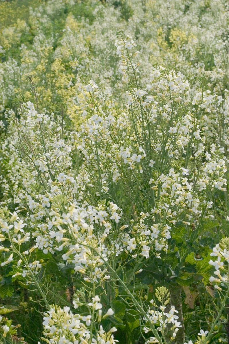 فایل عکس گیاهی 2