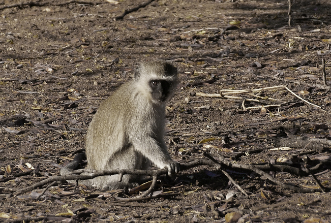 عکس یک میمون مخملی که در آفریقا گرفته شده است