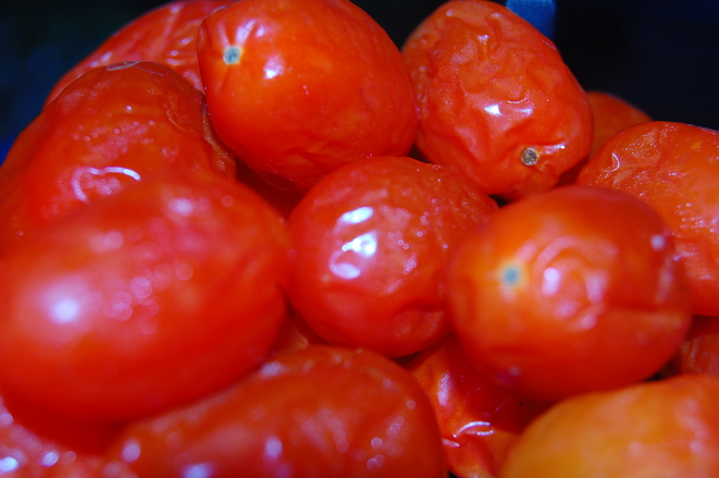 گوجه فرنگی انگور روی عکس تیره خراب پوسیده