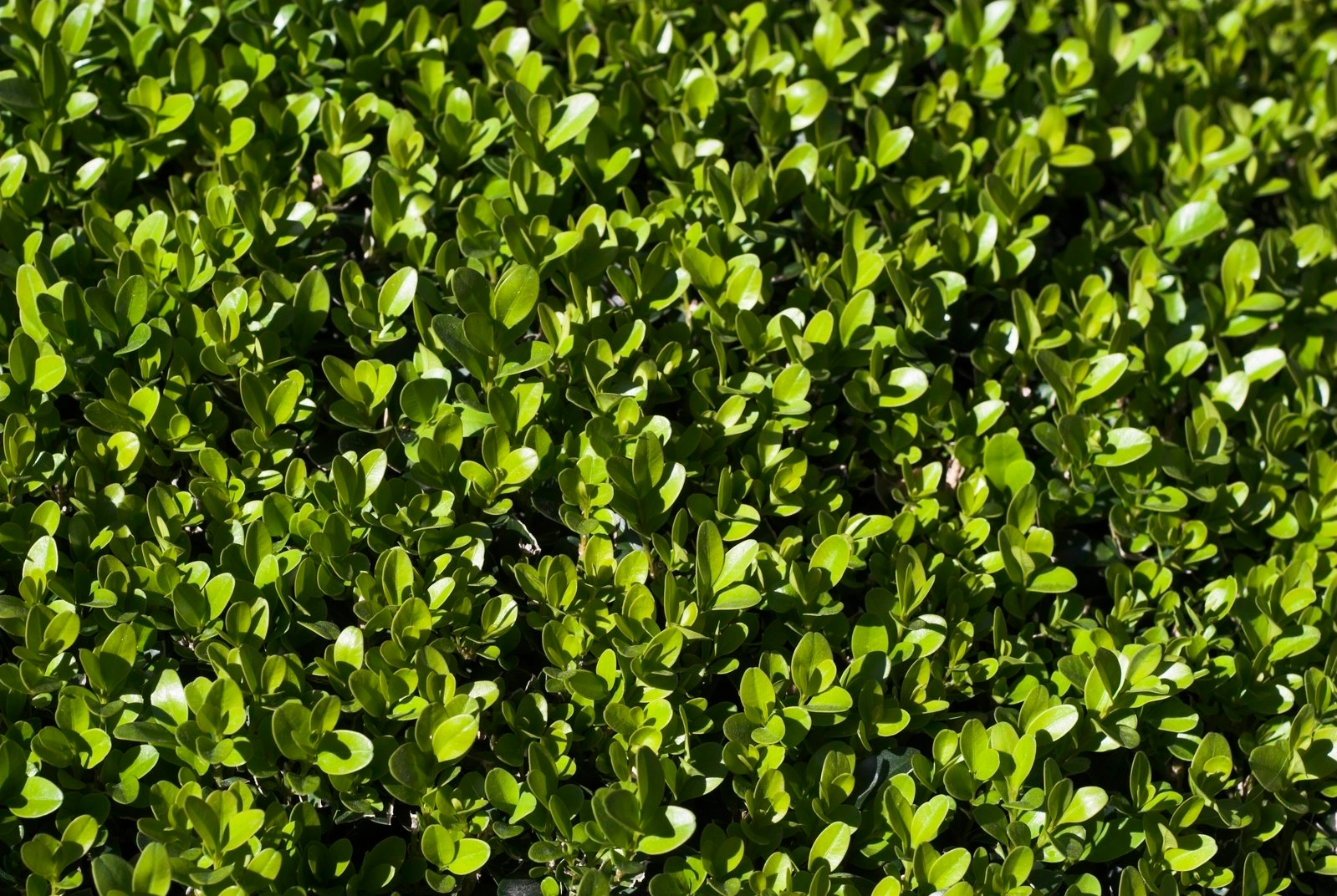 عکس Buxus