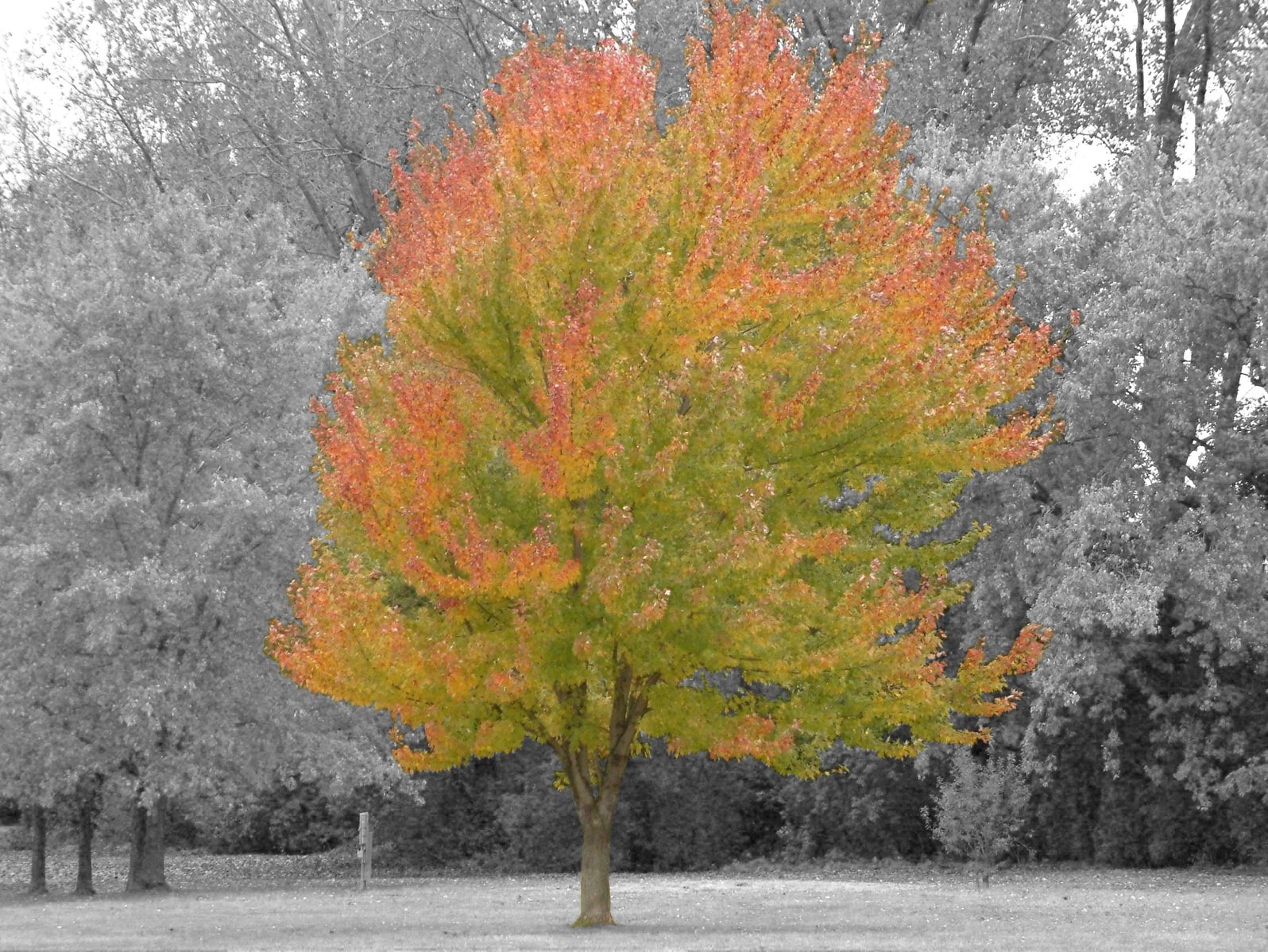 درخت رنگ طبیعی با ب