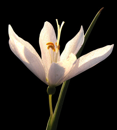 گل سفید روی عکس استوک سیاه خالص