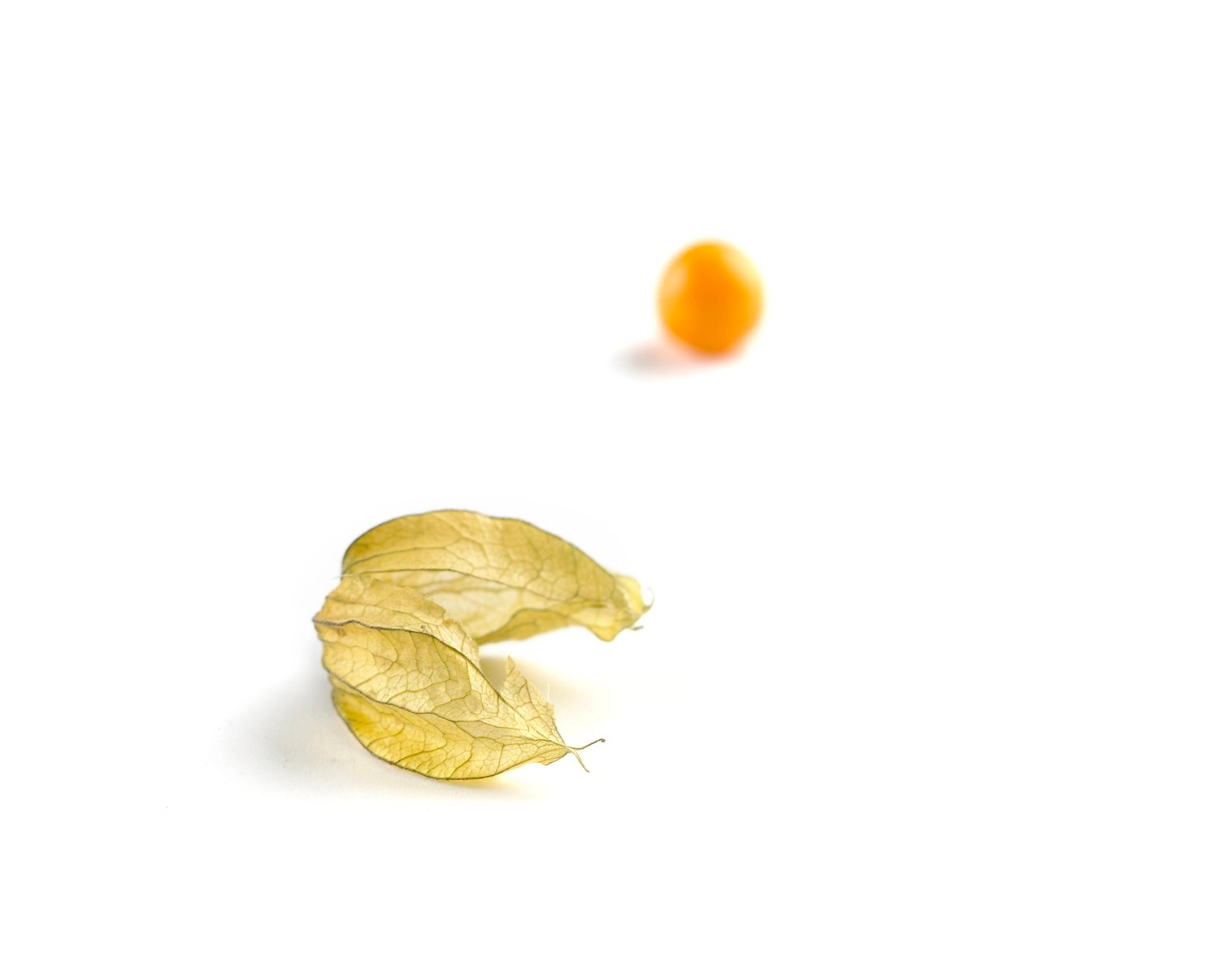 Physalis peruviana جدا شده روی عکس سفید