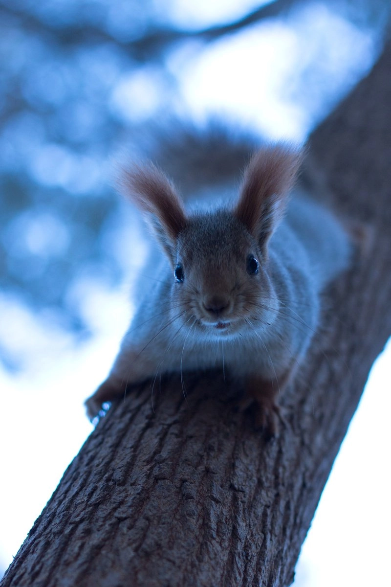عکس عصرانه سنجاب روی درخت 1