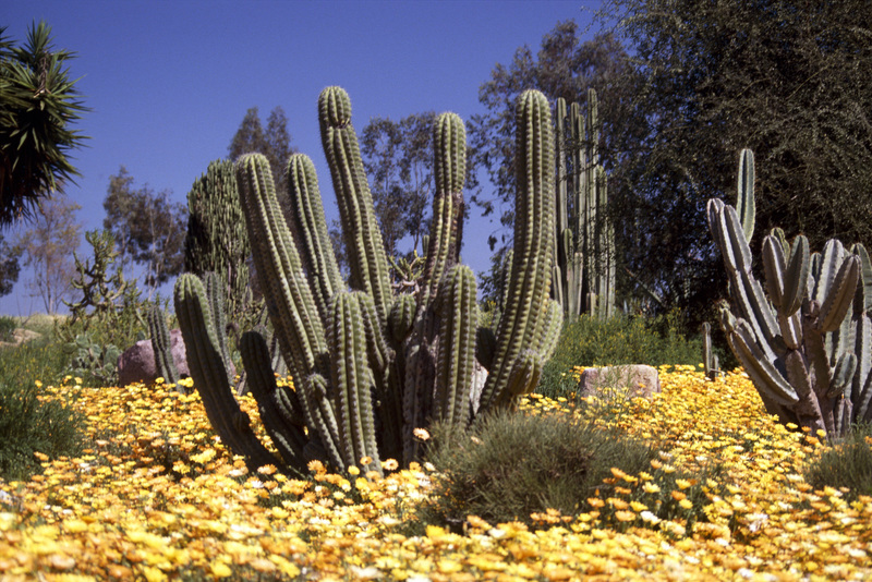 عکس کاکتوس احاطه شده با گیاهان بیابانی رنگی