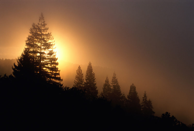 عکس، شبح درختان کاج در هنگام غروب، رنگ