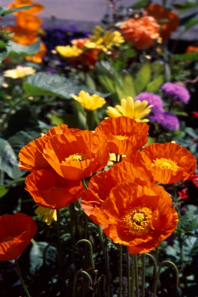 عکس، نمای نزدیک از خشخاش نارنجی در گلزار، رنگی