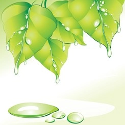 وکتور قطره برگ