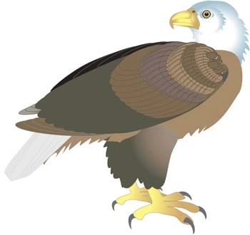 وکتور عقاب 7