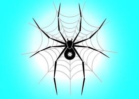 عنکبوت در وب