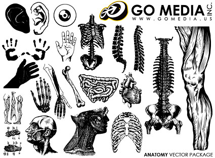 Go Media Vector Material Chupin - بدن و اندام انسان