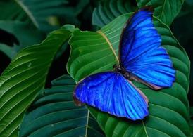 پروانه آبی
