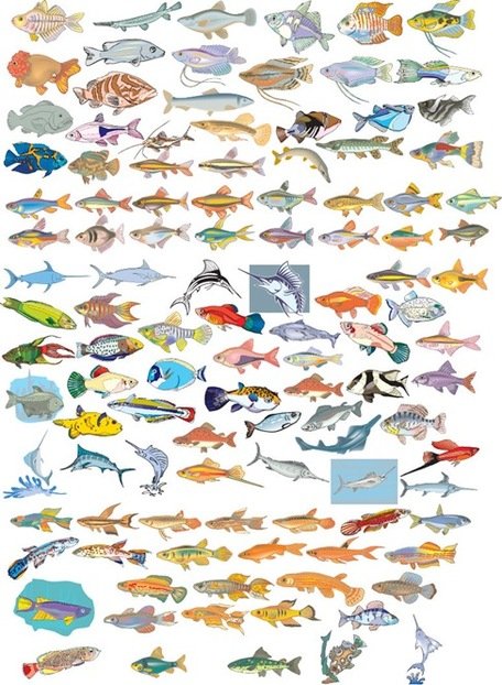 مجموعه برداری بزرگ از ماهی های مختلف