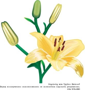 وکتور گل لیلی 1