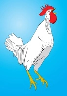 وکتور مرغ