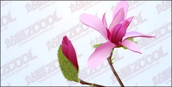 متریال وکتور مگنولیا صورتی